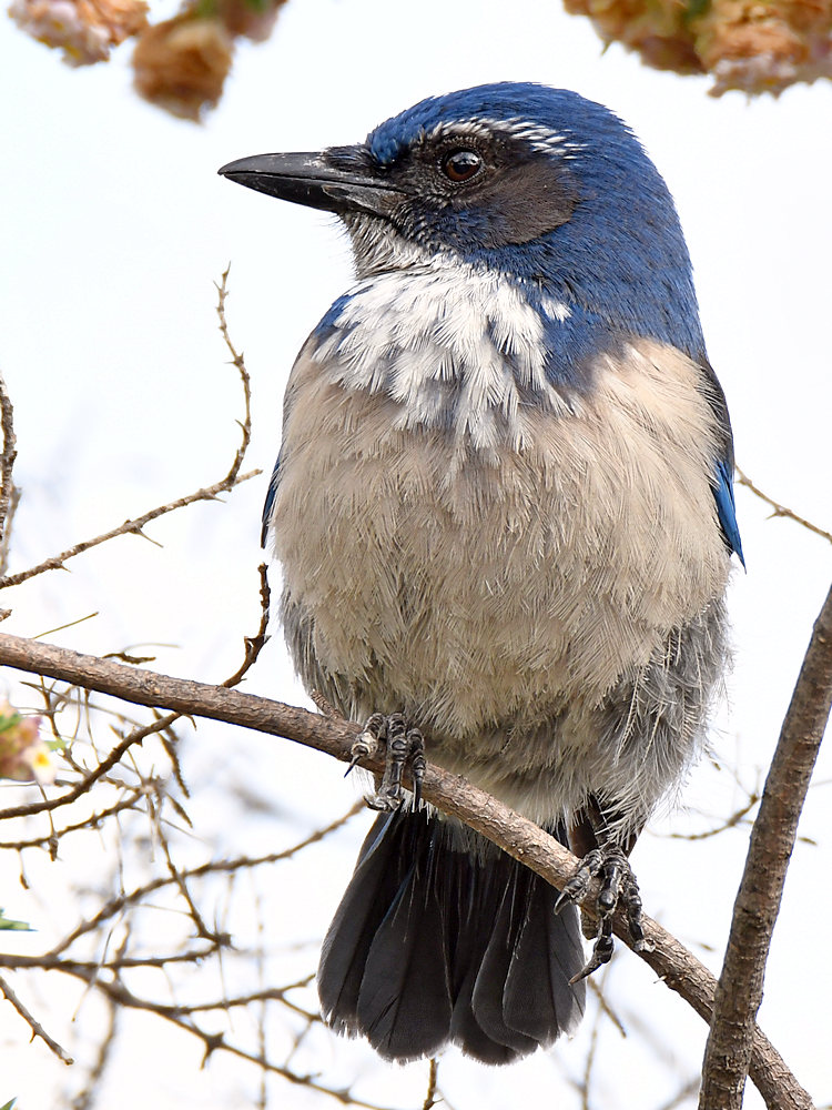 ScrubJay.jpg