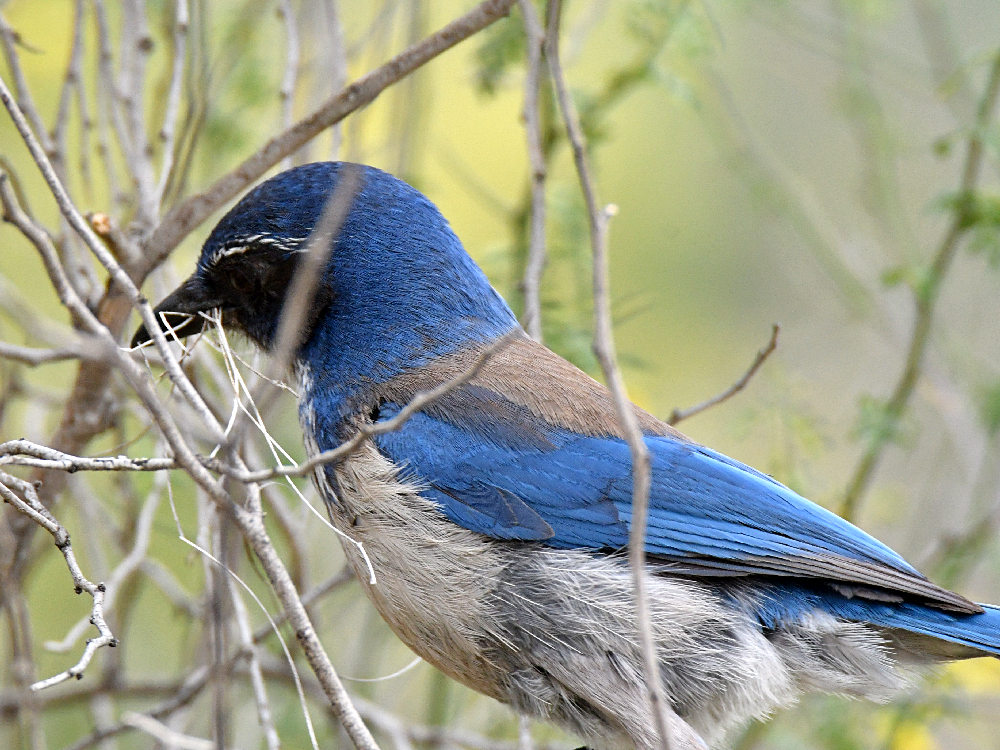 ScrubJay.jpg