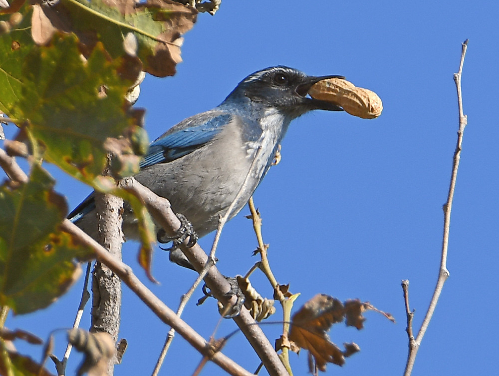 ScrubJay.jpg