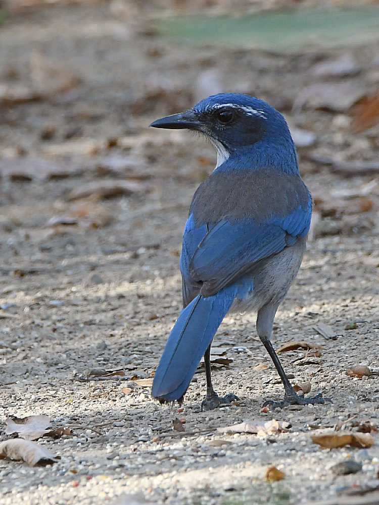 ScrubJay.jpg