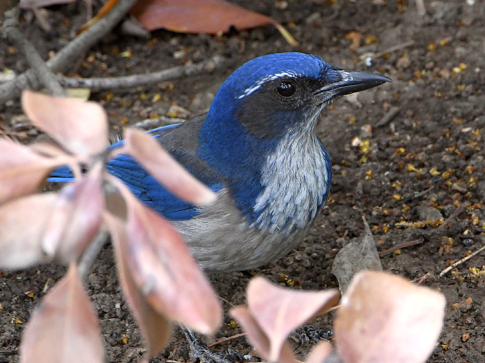 ScrubJay.jpg