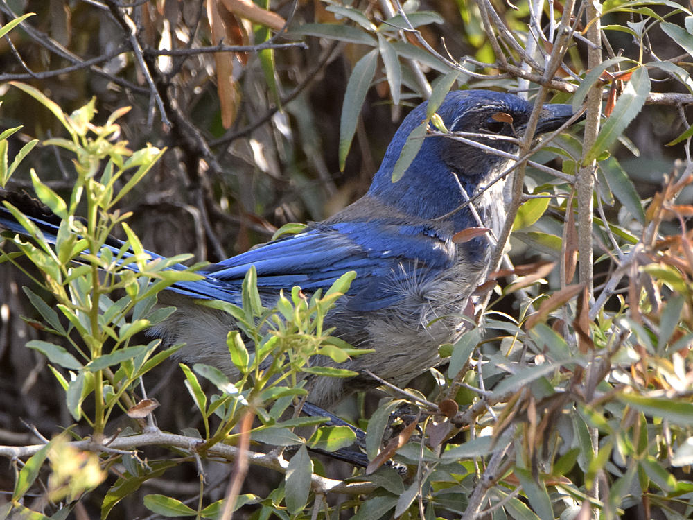 ScrubJay.jpg