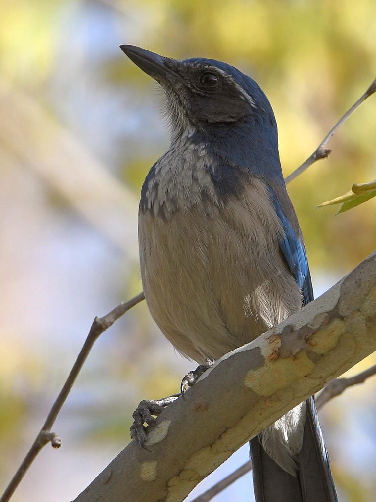 ScrubJay.jpg