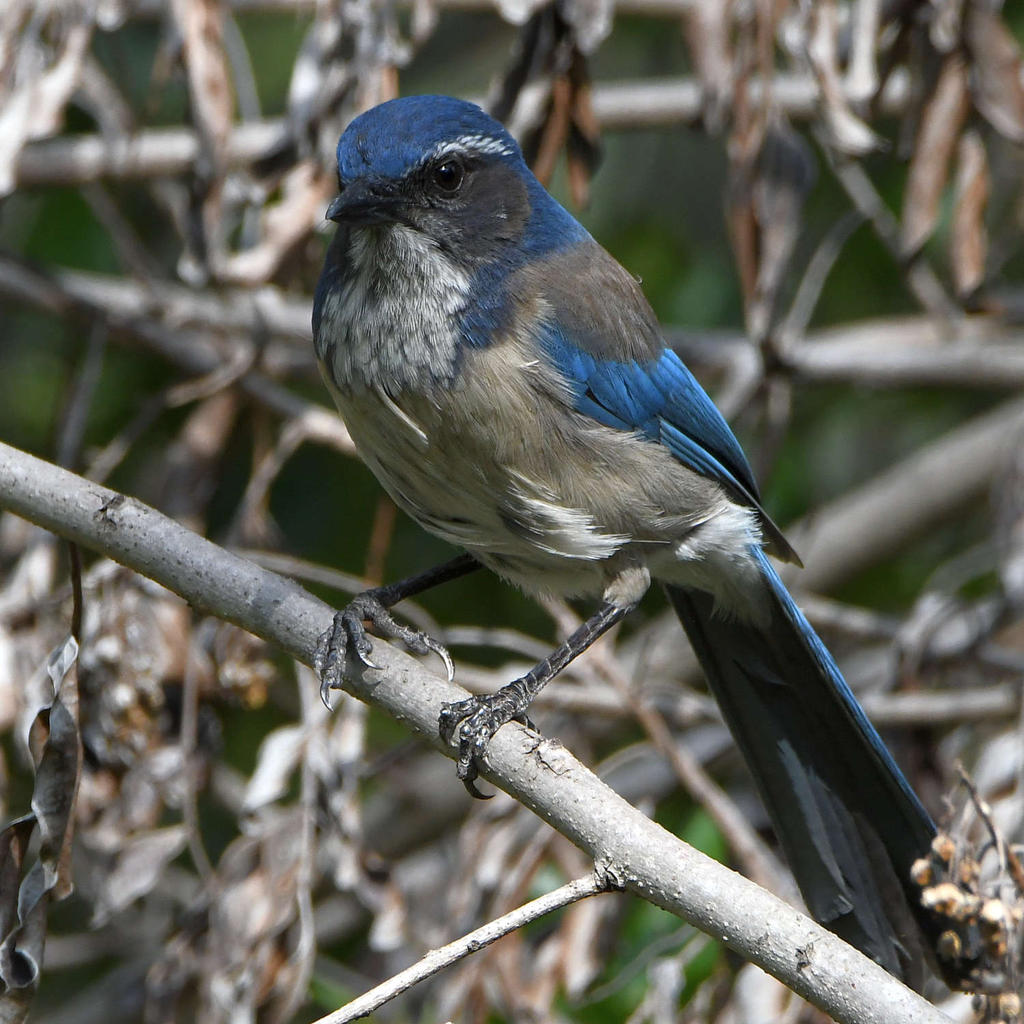 ScrubJay.jpg