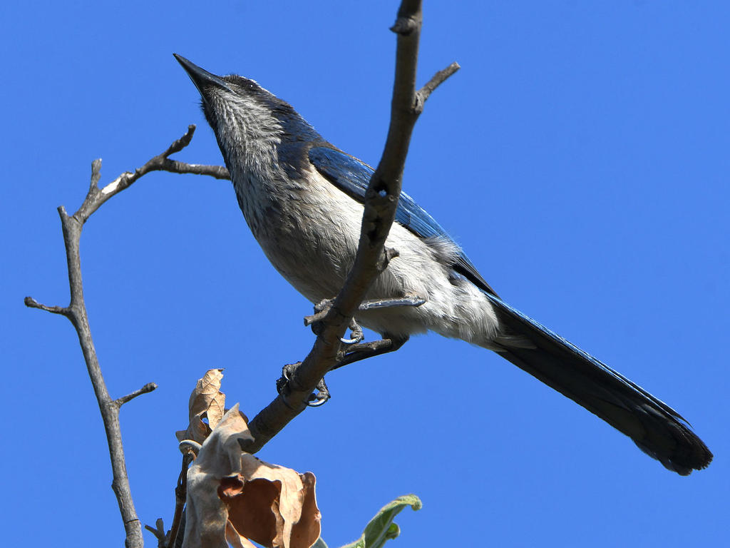 ScrubJay.jpg