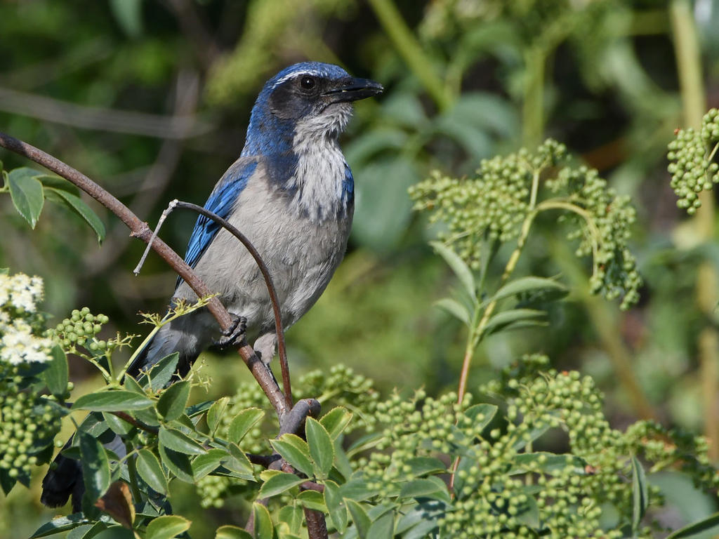 ScrubJay.jpg