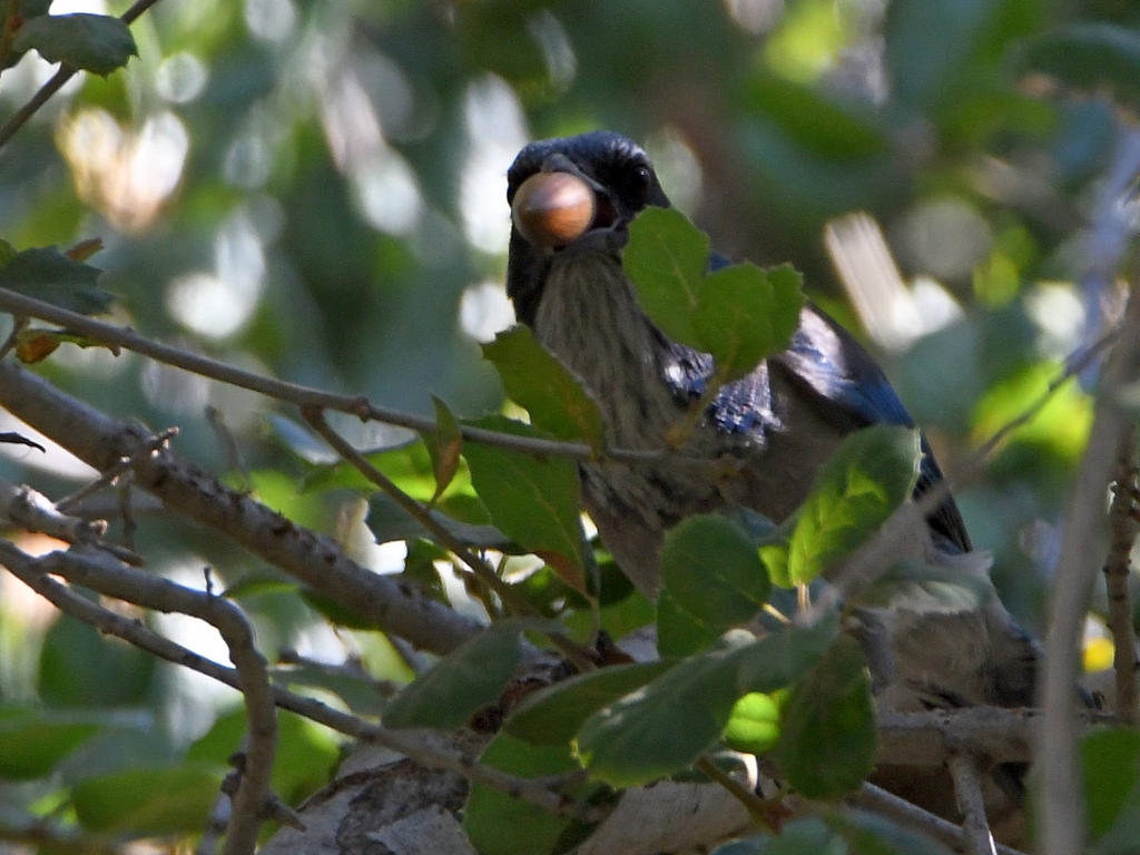 ScrubJay.jpg