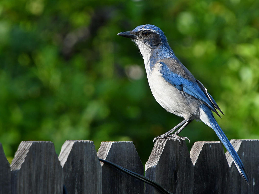 ScrubJay.jpg