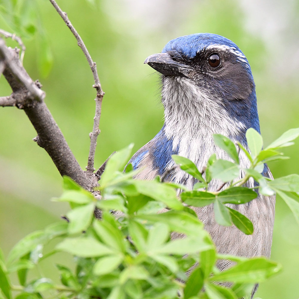 ScrubJay10.jpg
