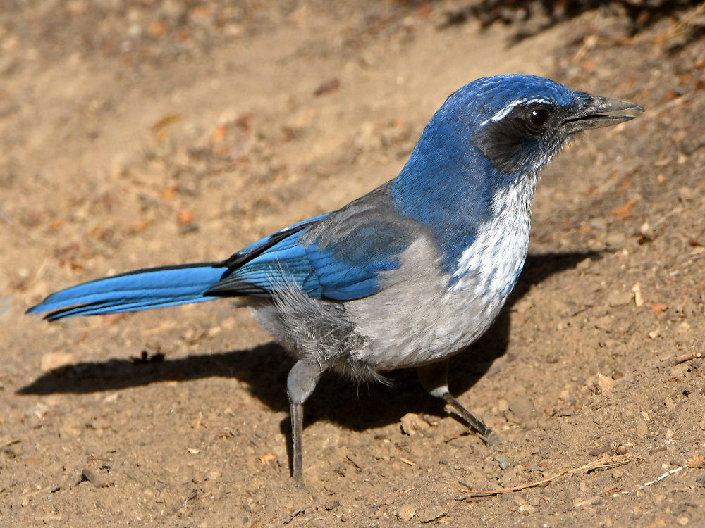 Scrubjay10.jpg