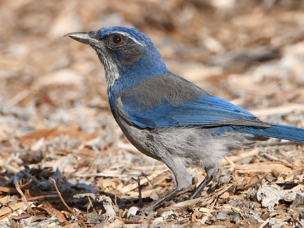 Scrubjay12.jpg