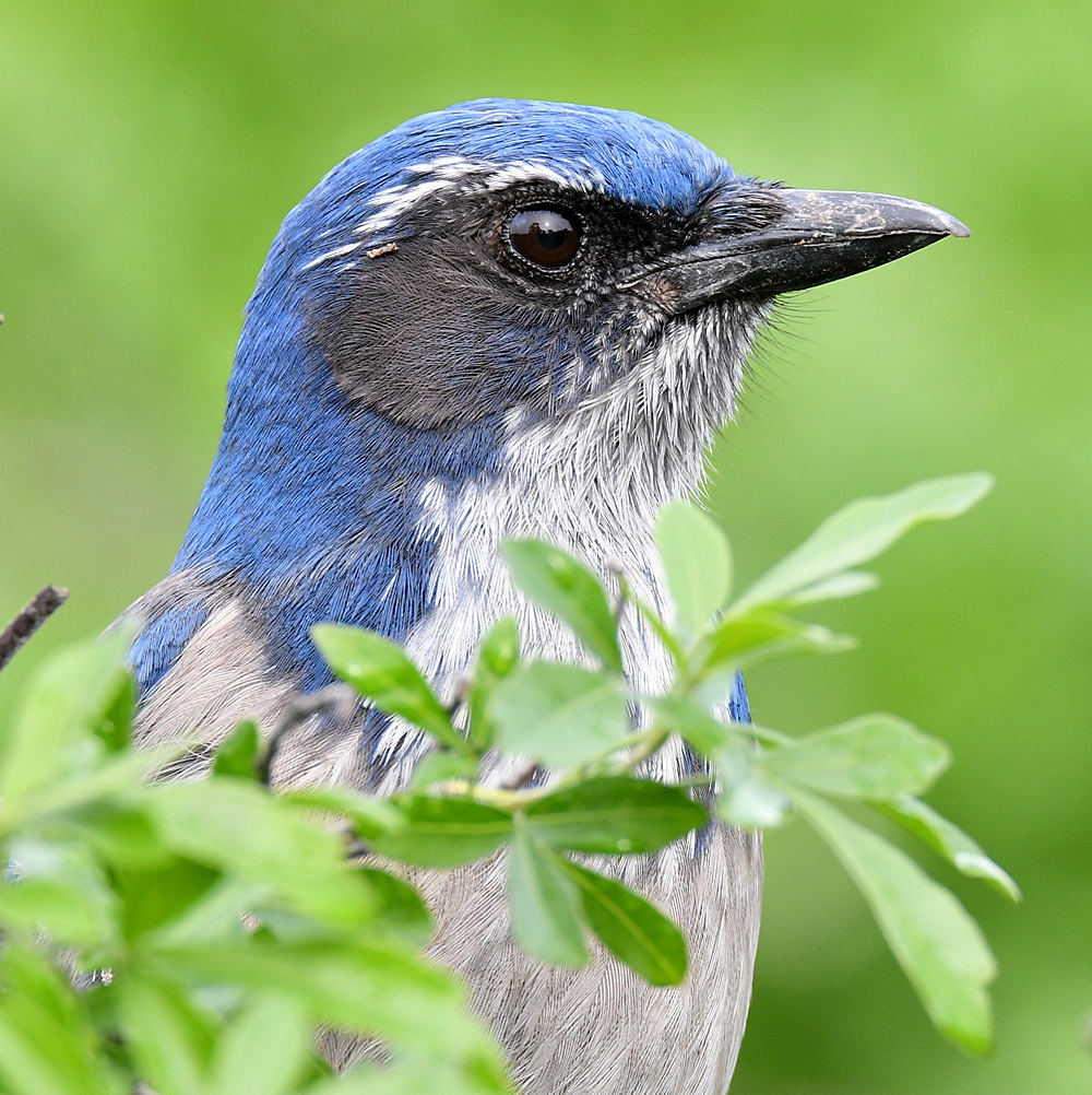 ScrubJay15.jpg
