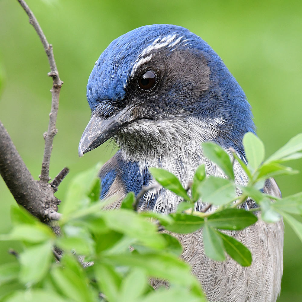 ScrubJay16.jpg