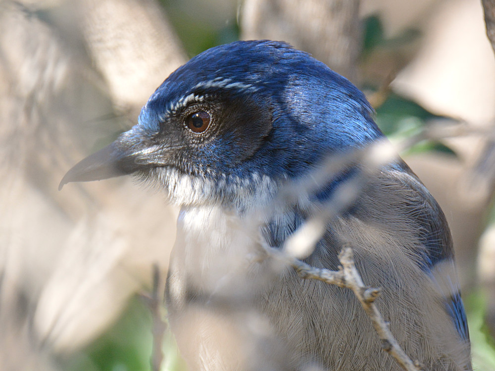 ScrubJay2.jpg