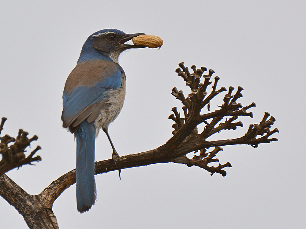 ScrubJay2.jpg