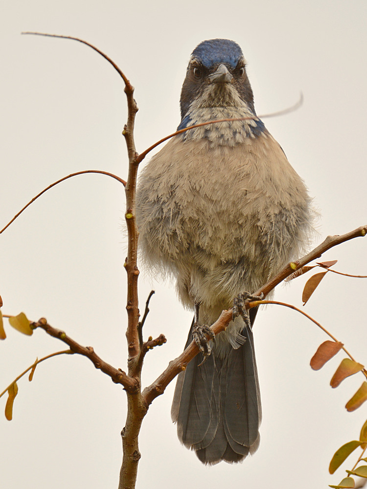 ScrubJay2.jpg