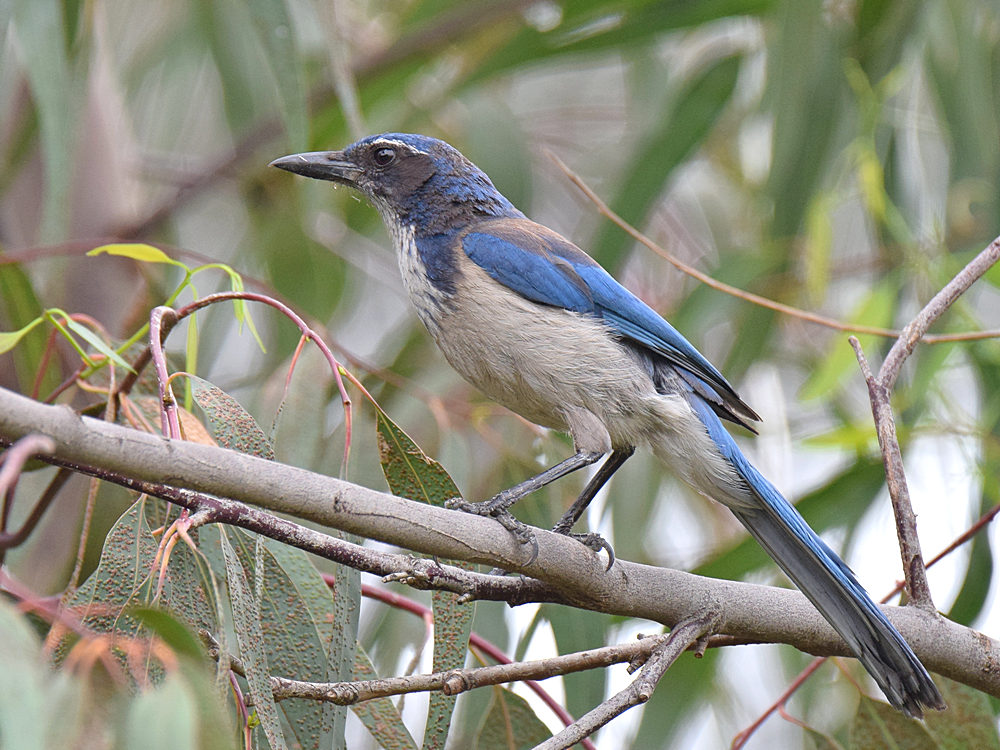Scrubjay2.jpg