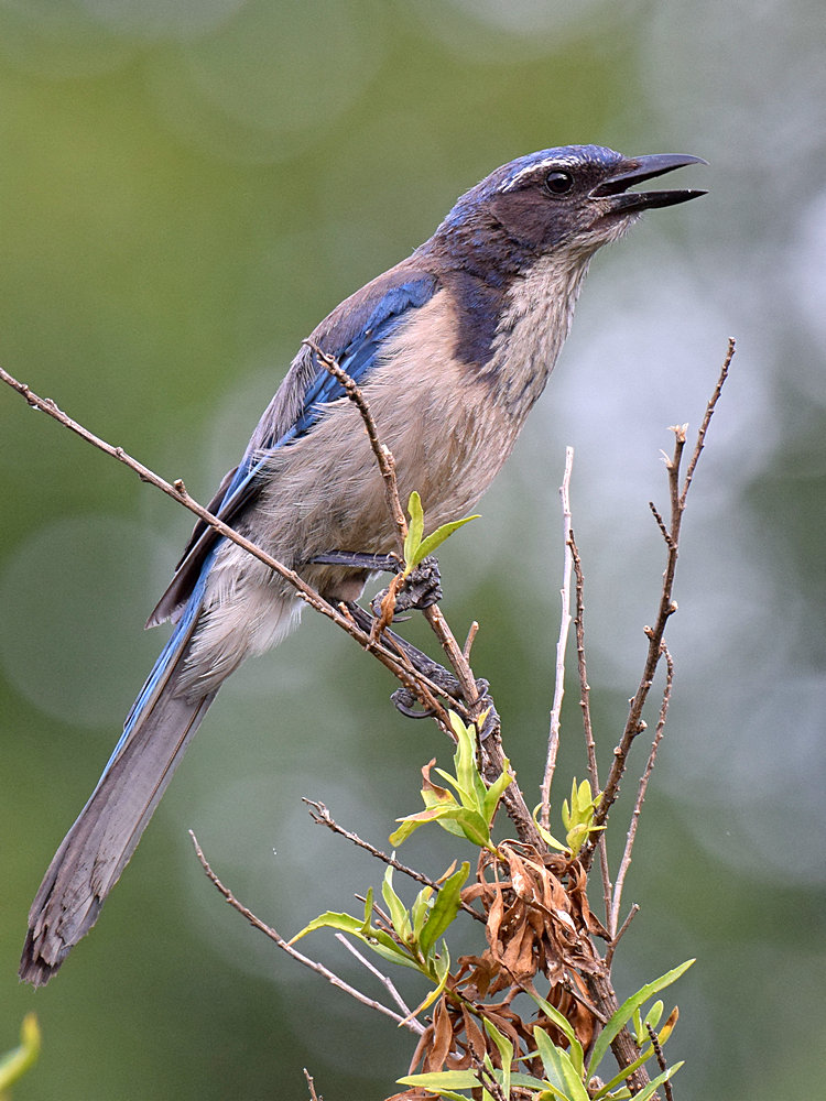ScrubJay2.jpg