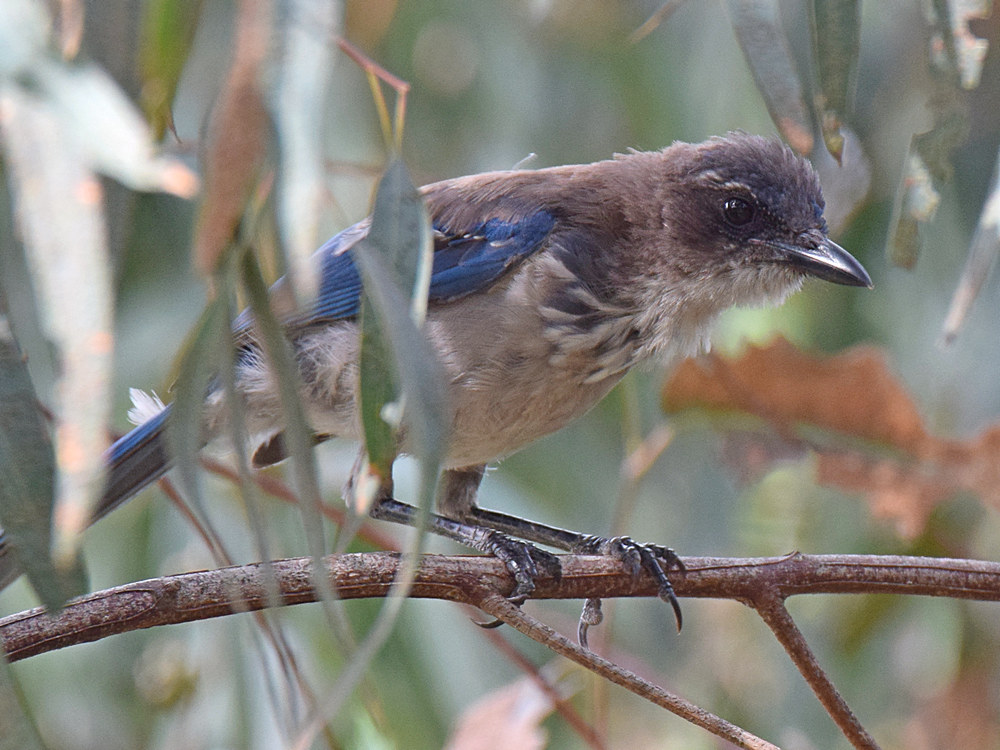 ScrubJay2.jpg
