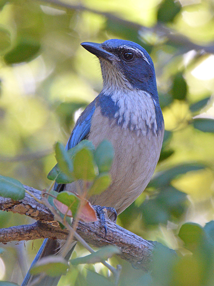 ScrubJay2.jpg