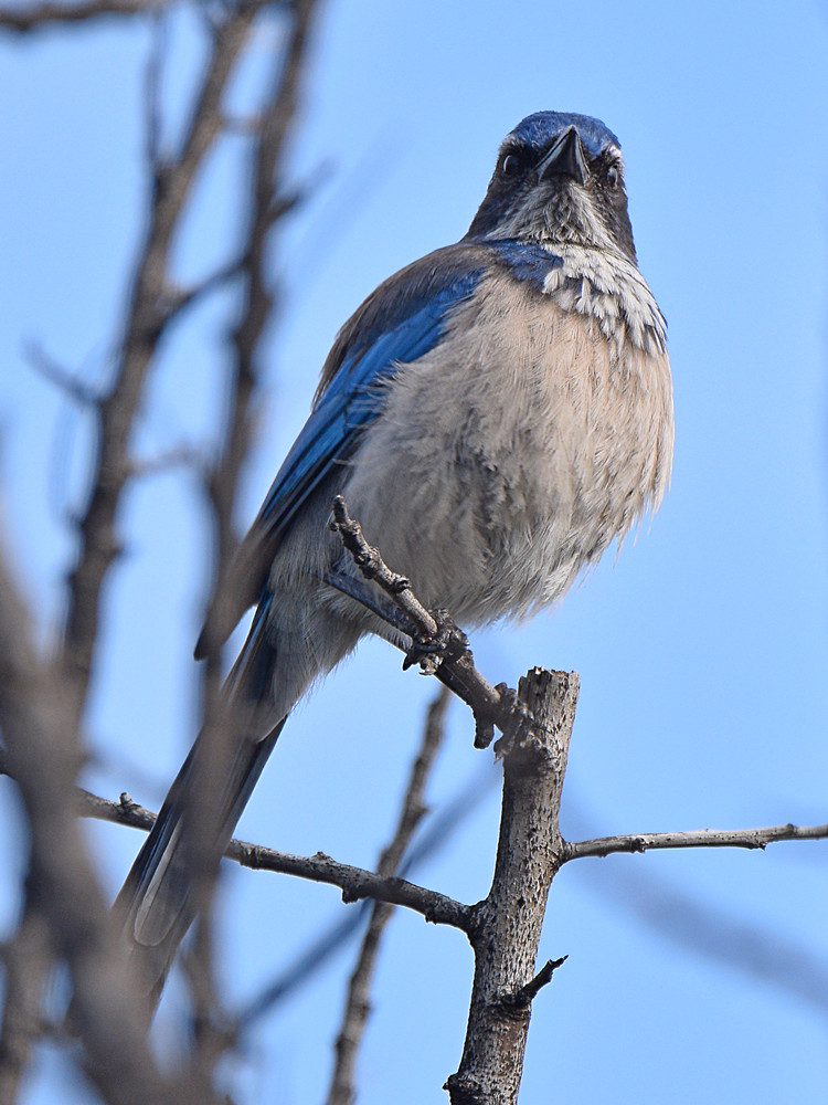 ScrubJay2.jpg