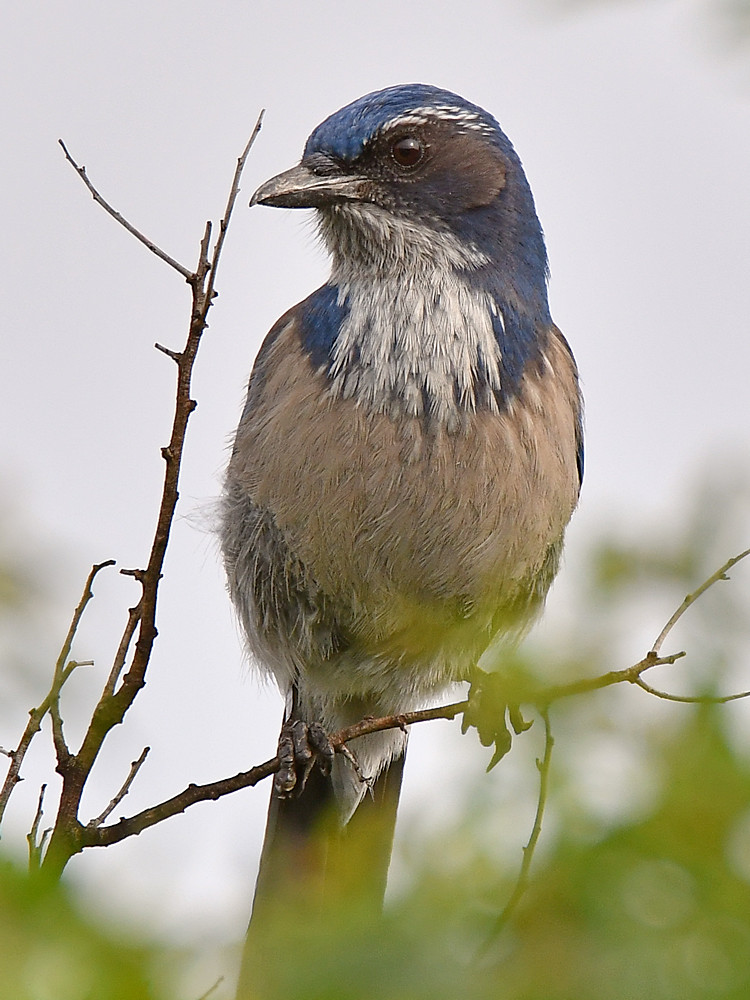ScrubJay2.jpg