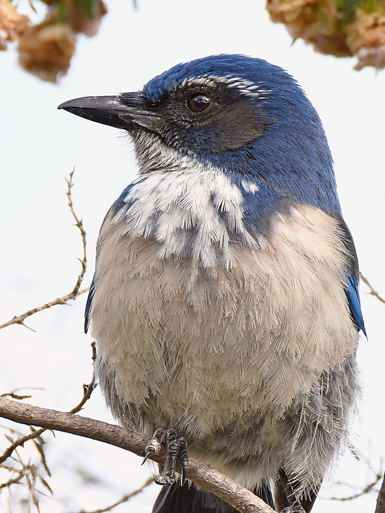 ScrubJay2.jpg
