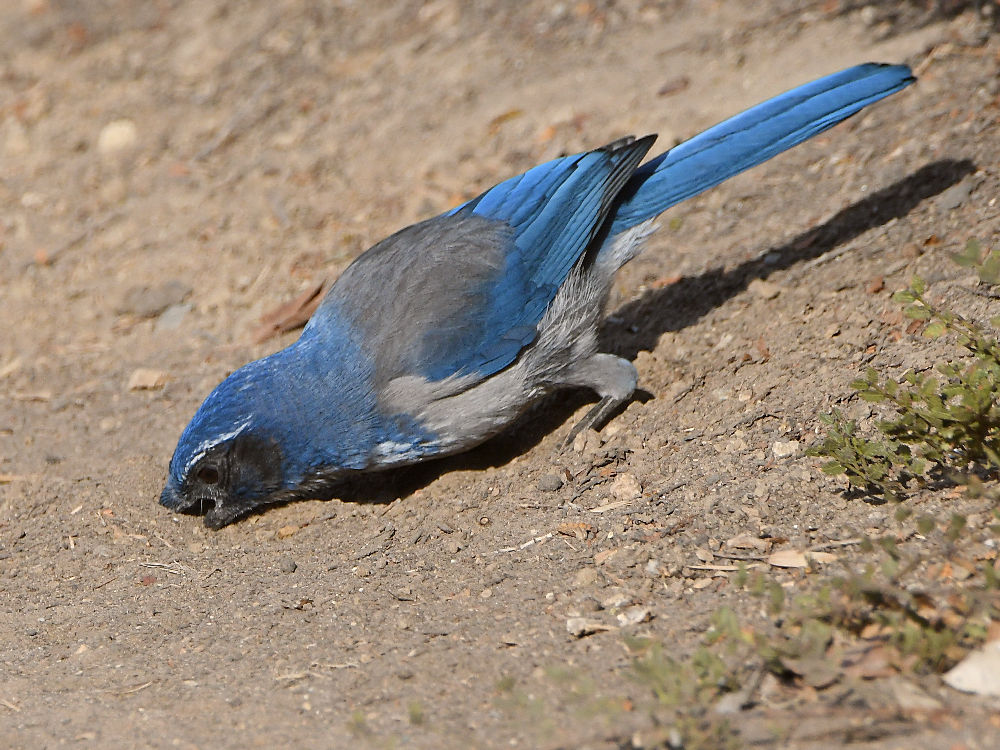 Scrubjay2.jpg