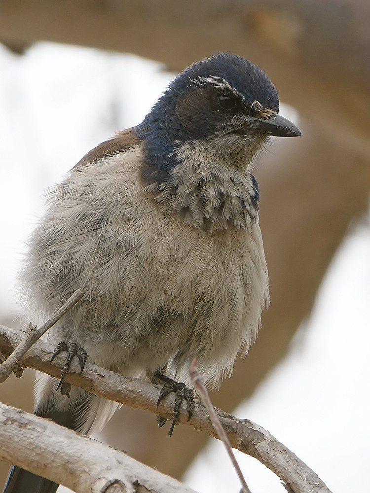 Scrubjay2.jpg