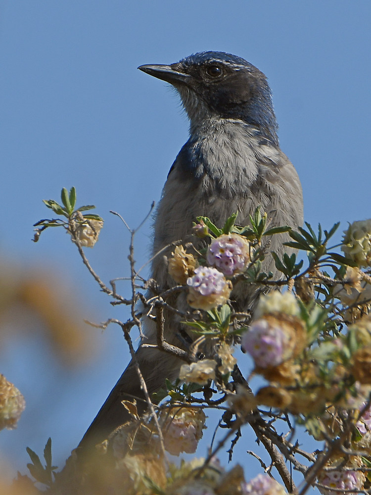 Scrubjay2.jpg