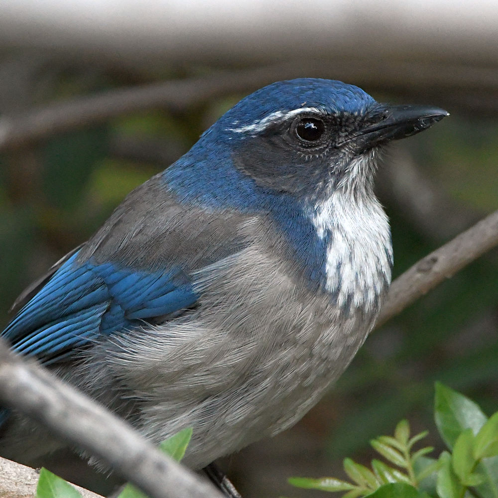 ScrubJay2.jpg