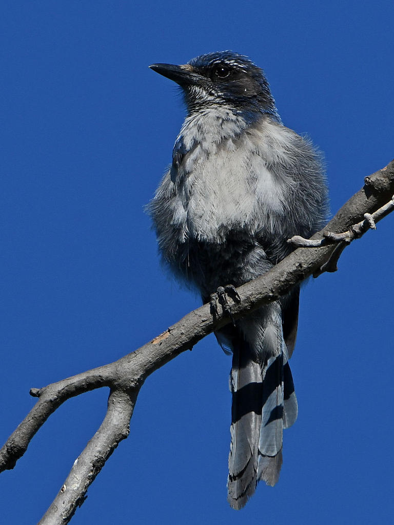 ScrubJay2.jpg