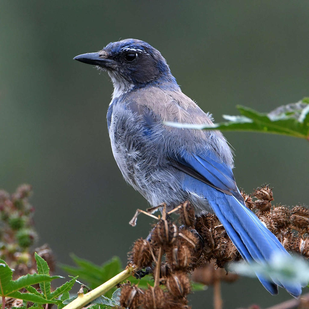 ScrubJay2.jpg