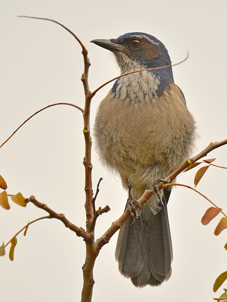 ScrubJay3.jpg