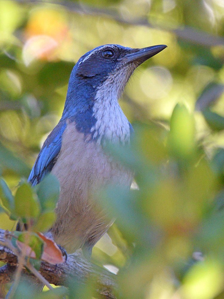 ScrubJay3.jpg