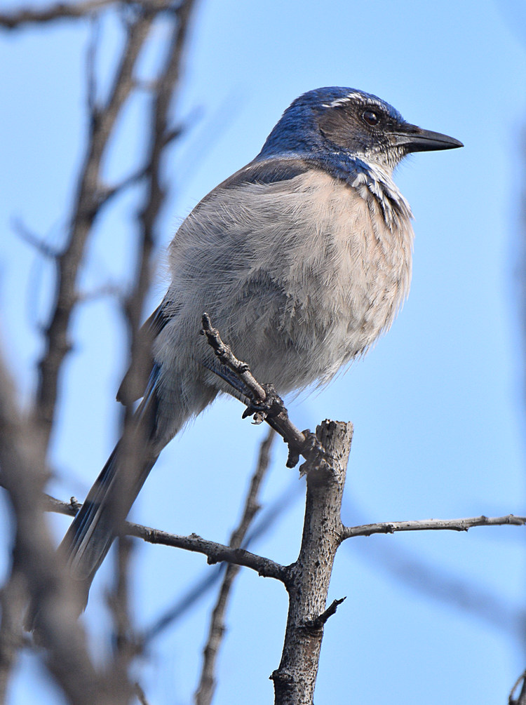 ScrubJay3.jpg