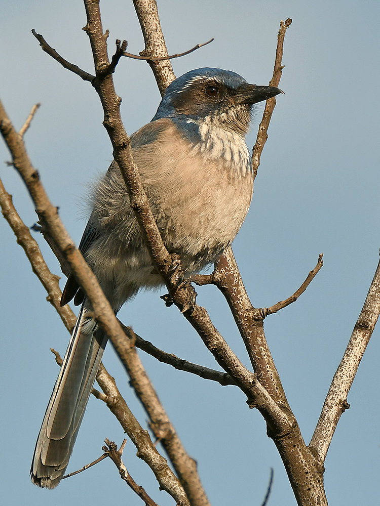 ScrubJay3.jpg