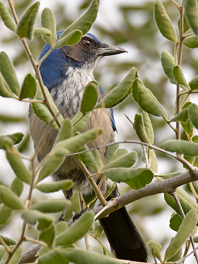 ScrubJay3.jpg
