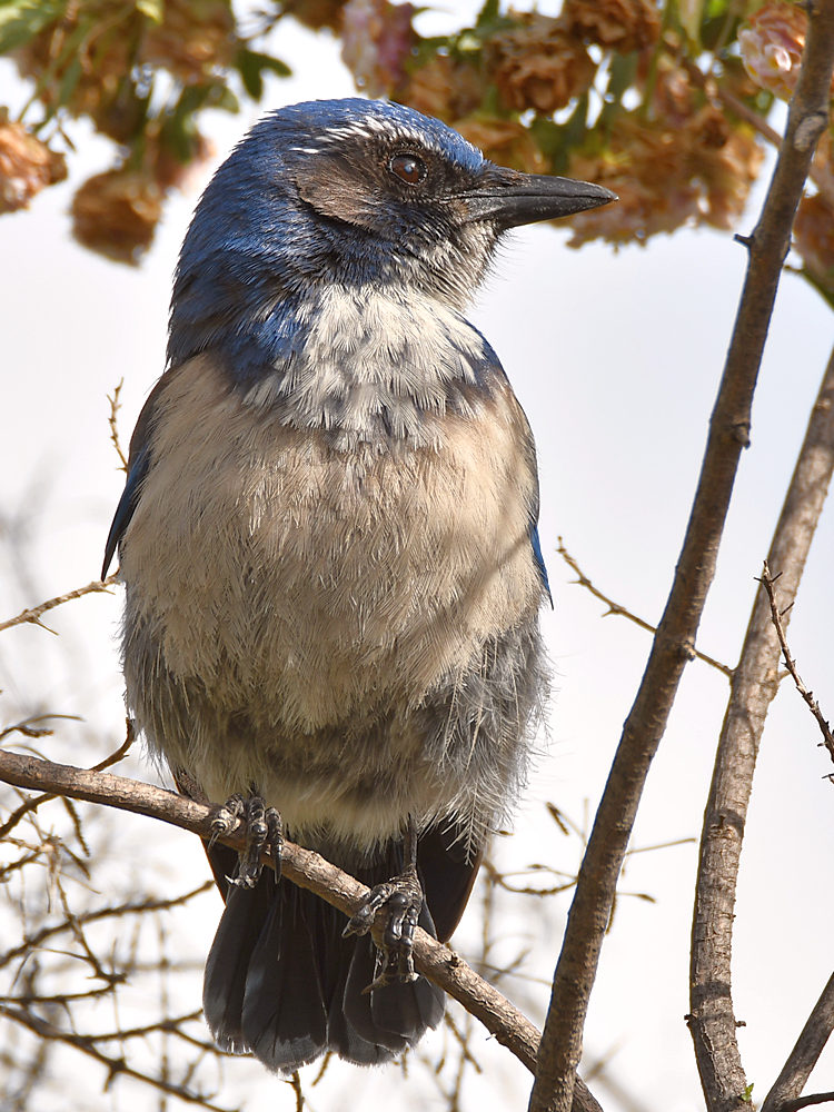 ScrubJay3.jpg