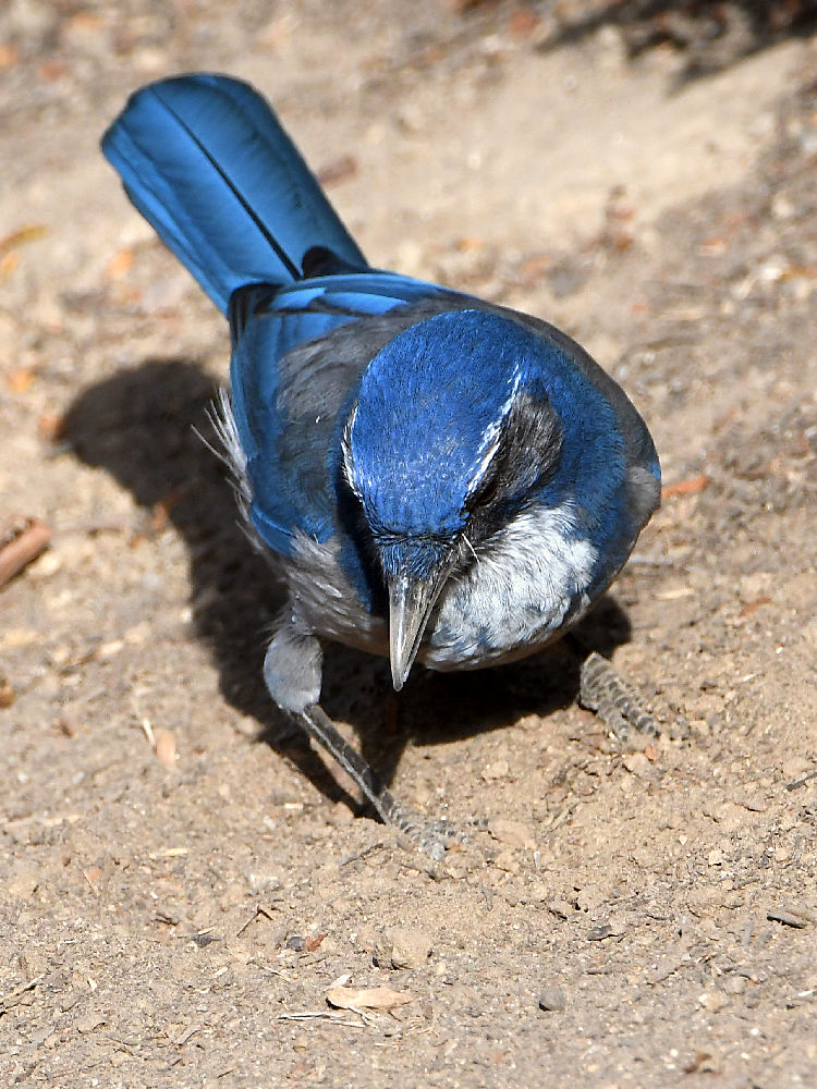 Scrubjay3.jpg
