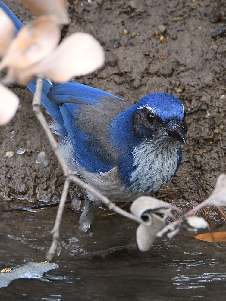 ScrubJay3.jpg