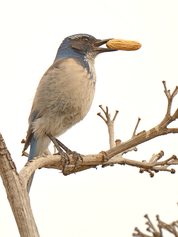 ScrubJay4.jpg