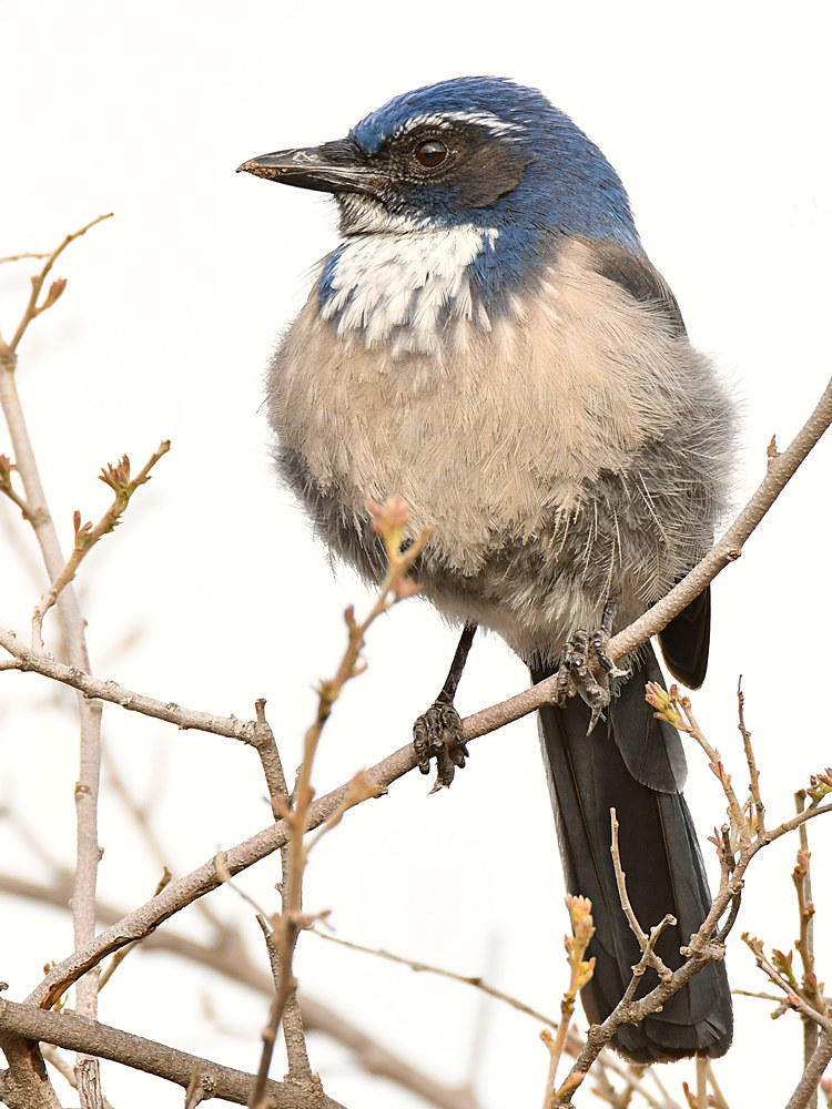 ScrubJay4.jpg