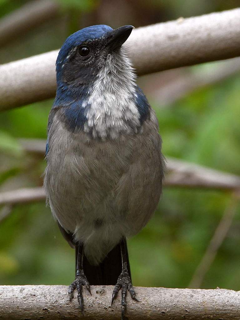 ScrubJay4.jpg
