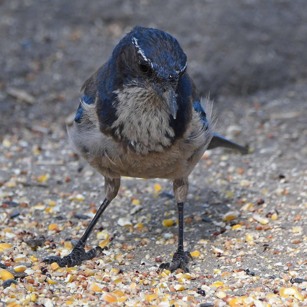 ScrubJay4.jpg