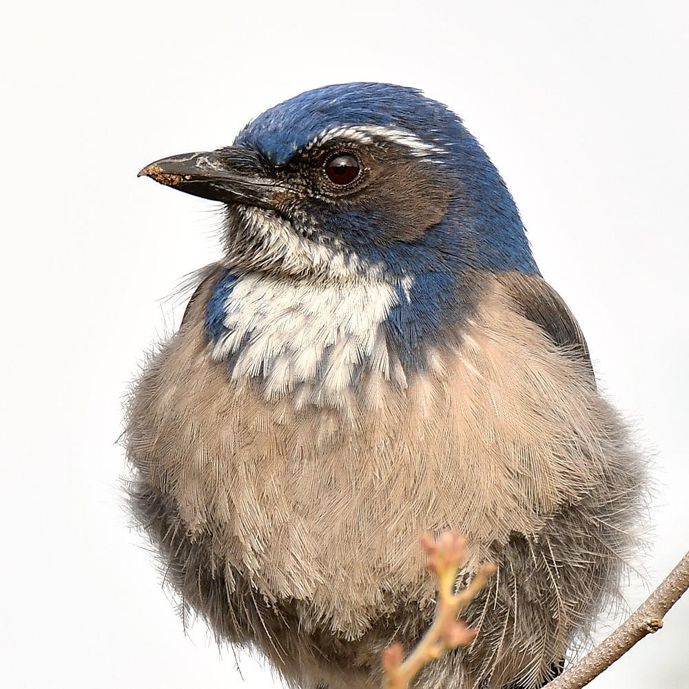 ScrubJay5.jpg