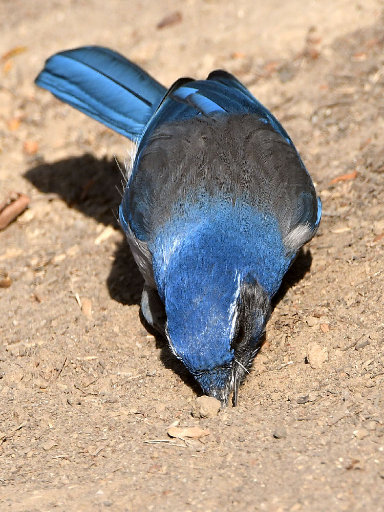 Scrubjay5.jpg