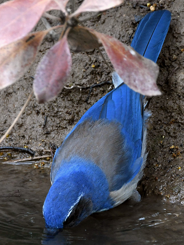 ScrubJay5.jpg