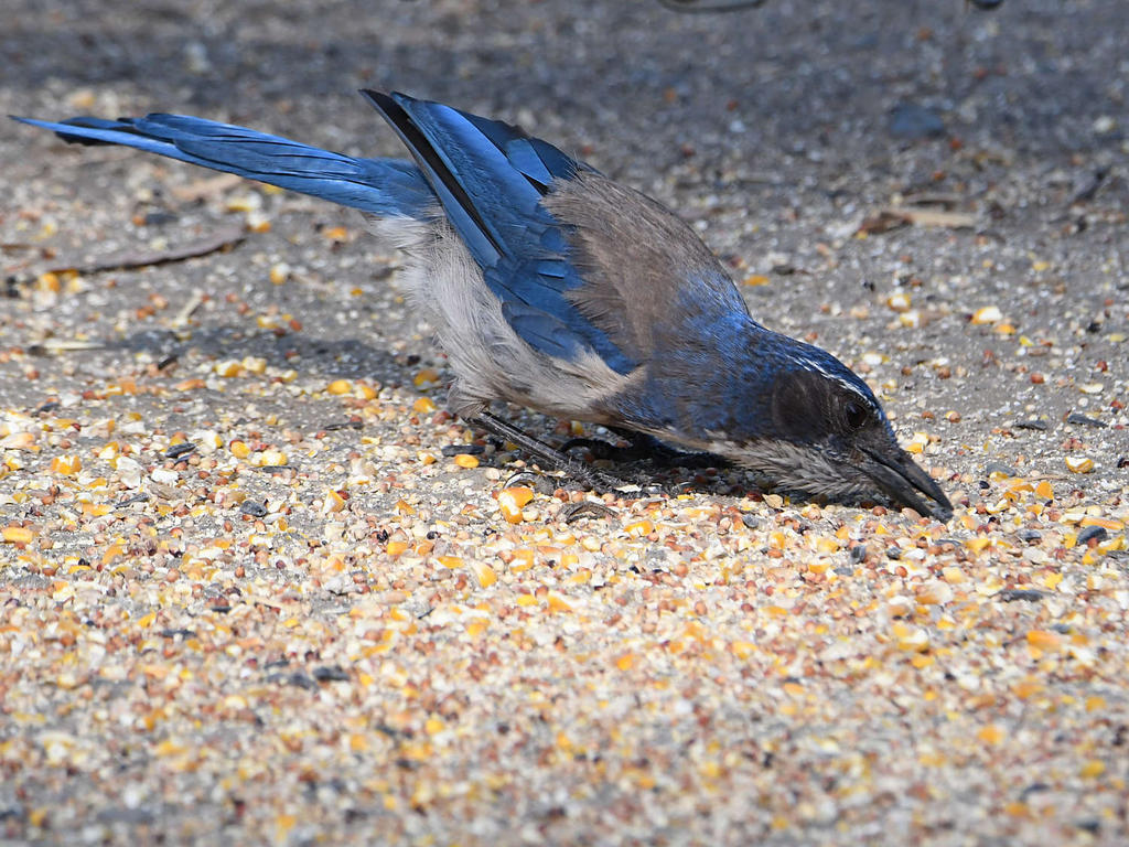 ScrubJay5.jpg