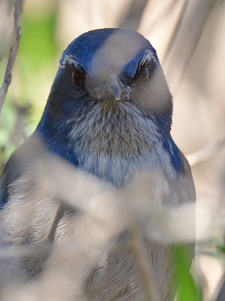 ScrubJay6.jpg